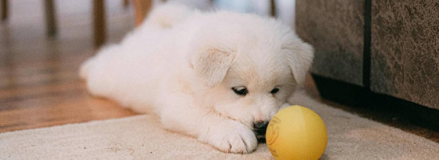 Tierfreundliche Teppichoptionen: Teppiche für Haustierbesitzer