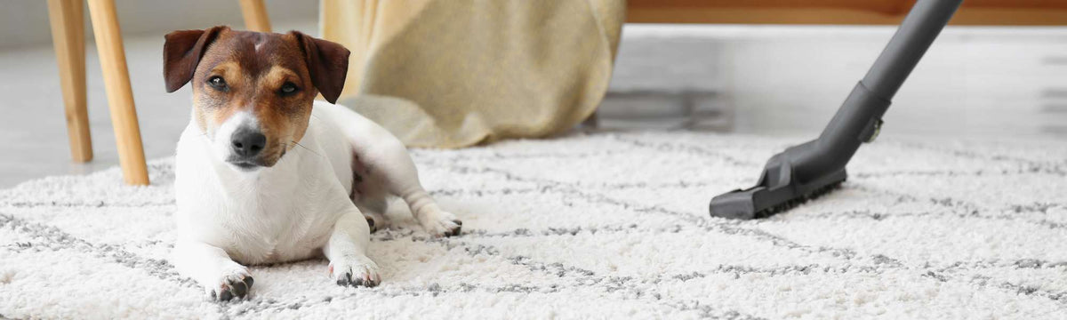 hundefreundliche_teppiche